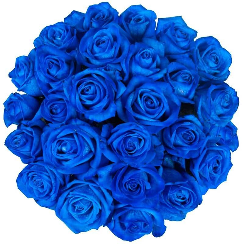 25 blue roses