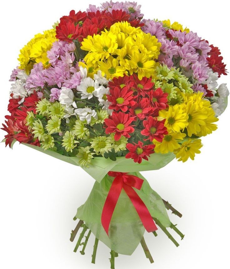 Mix colored chrysanthemums