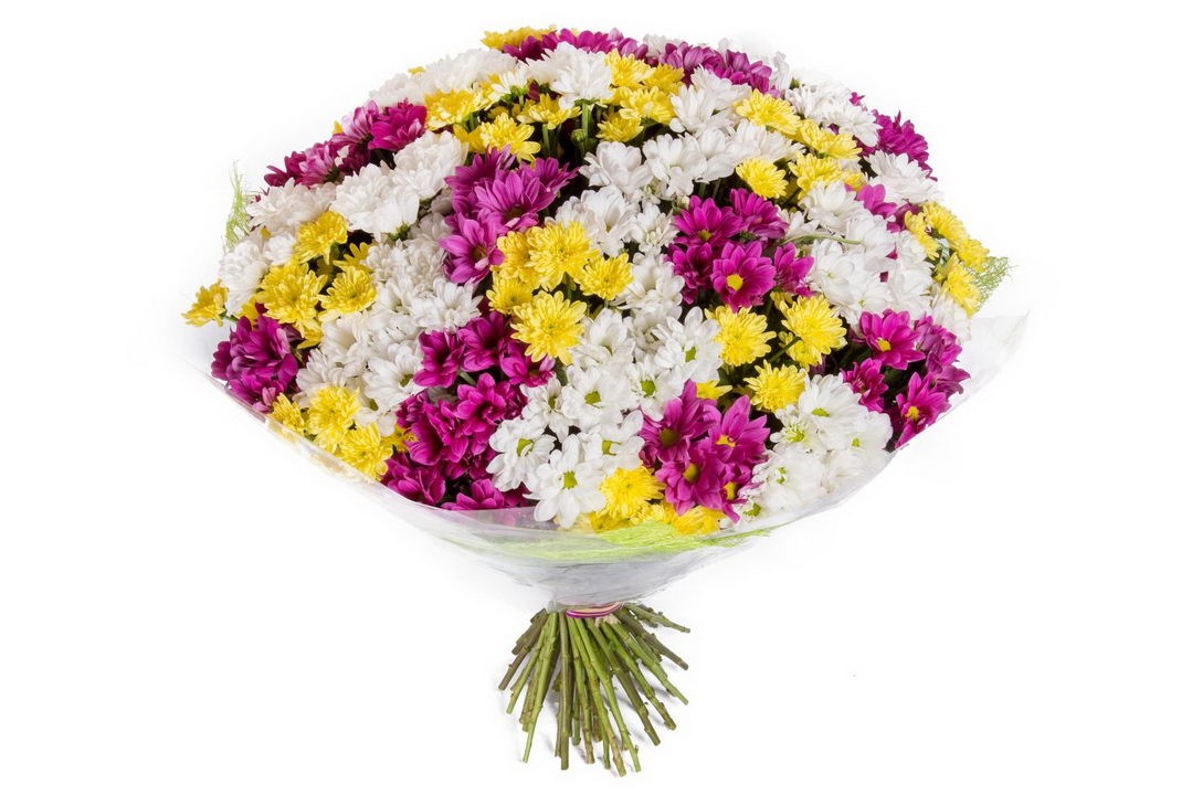 Mix colored chrysanthemums